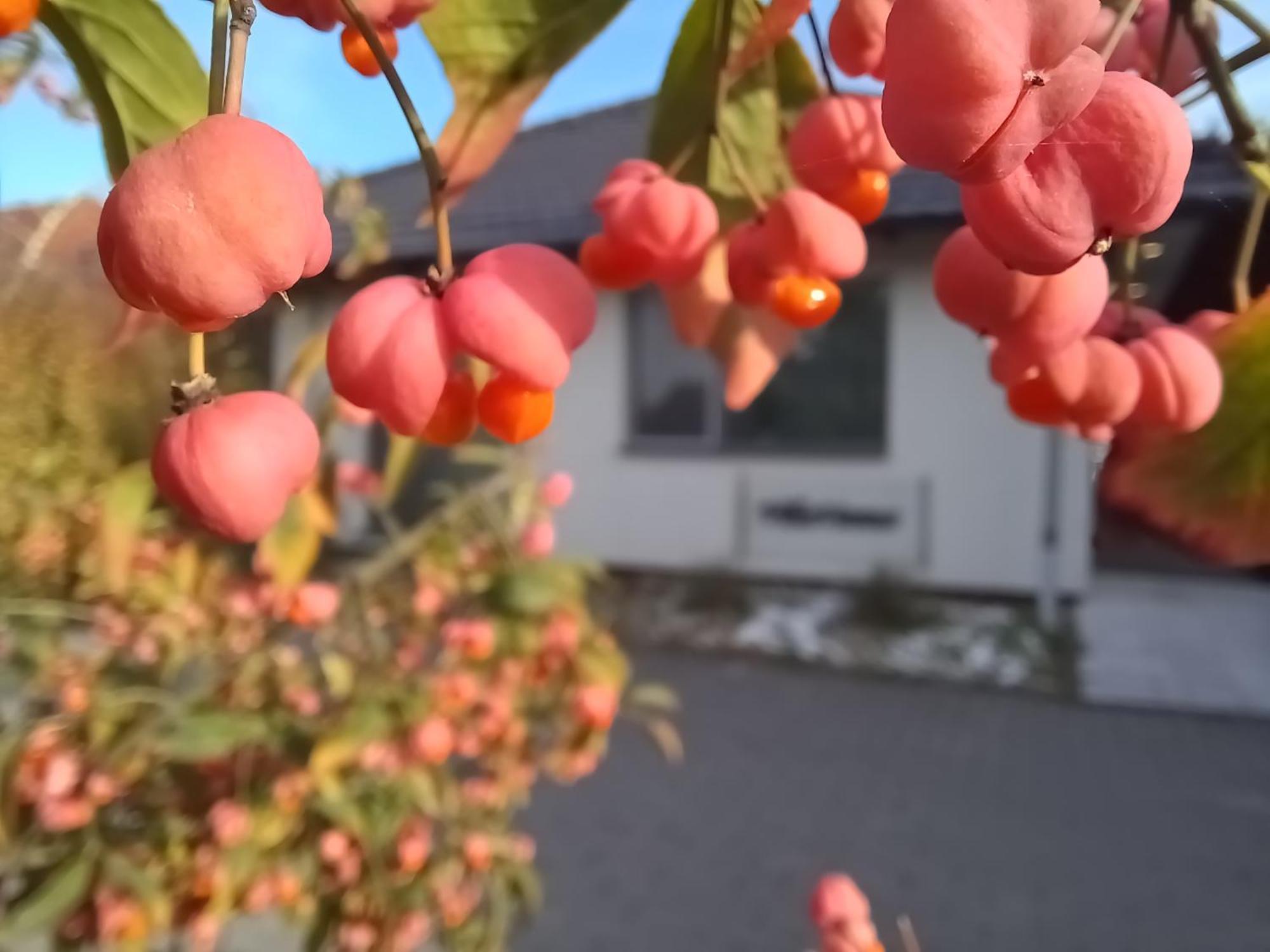 Villa Vamus Vendeg- Es Rendezvenyhaz Vámosszabadi Exteriör bild
